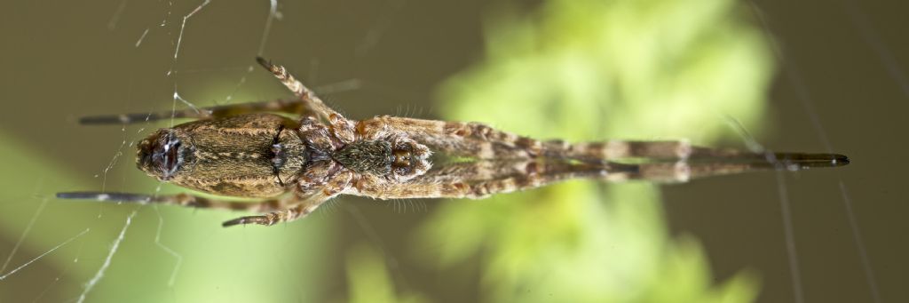 Uloborus walckenaerius -  Bressanone (BZ)